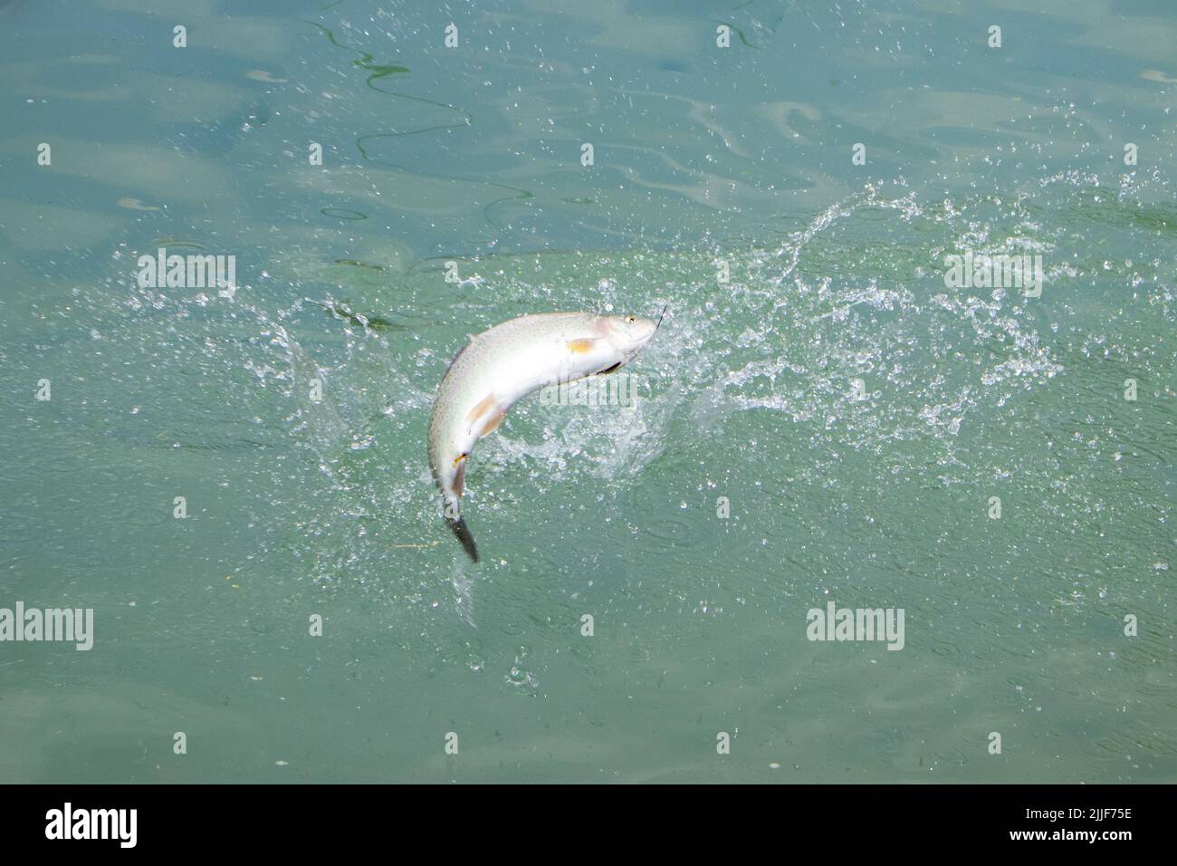 fish on the hook. trout catch . fishing. summer fishing. trout farming Stock Photo