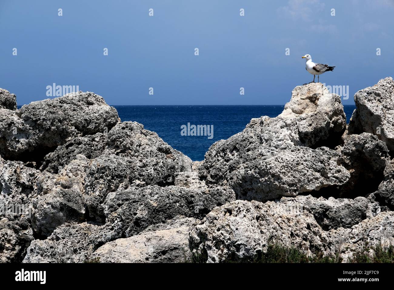 Seagull standing on rocks in Kolona Port in Rhodes Greece Stock Photo