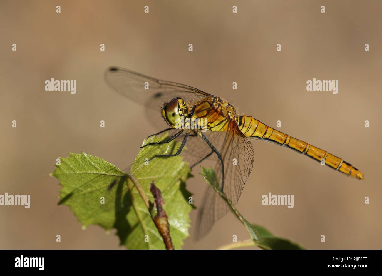 A Ruddy Darter Dragonfly, Sympetrum sanguineum, perching on a leaf of a tree. Stock Photo