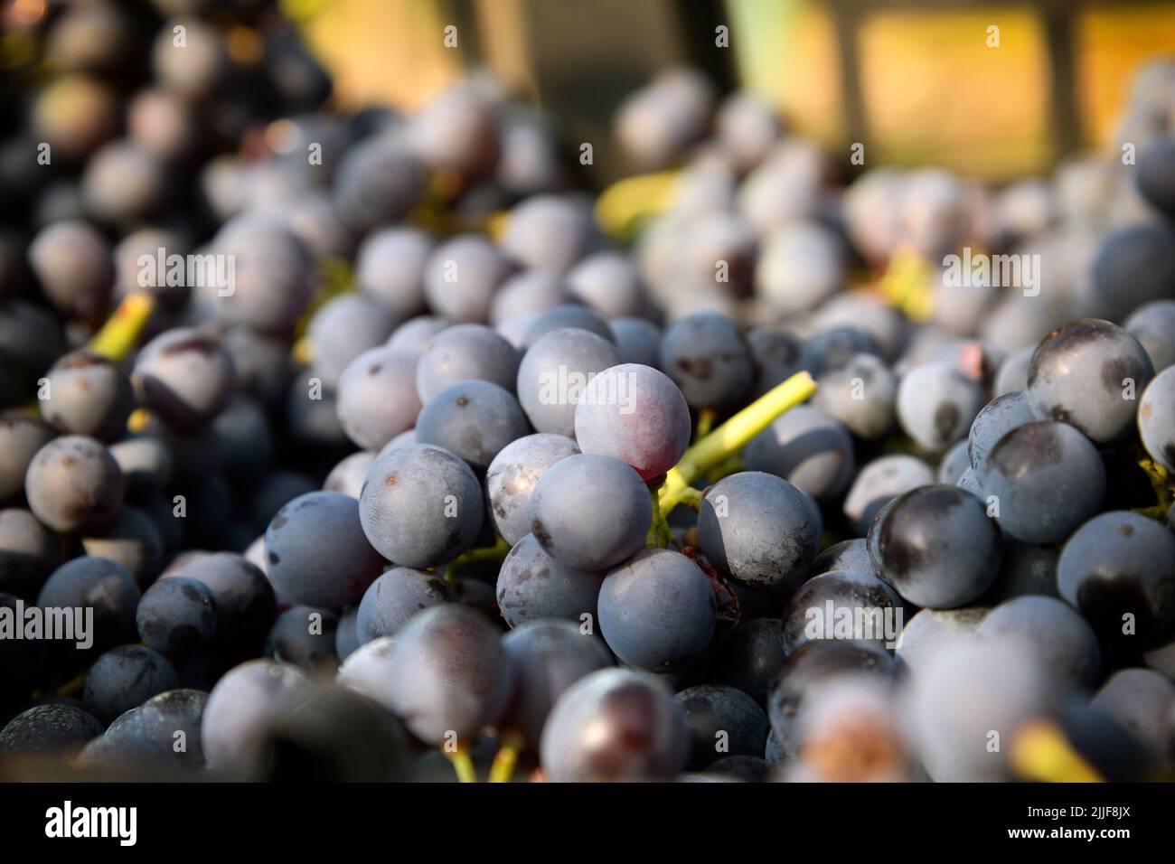 Closeup bunch of ripe black grapes placed in heap during harvest on vineyard in autumn Stock Photo