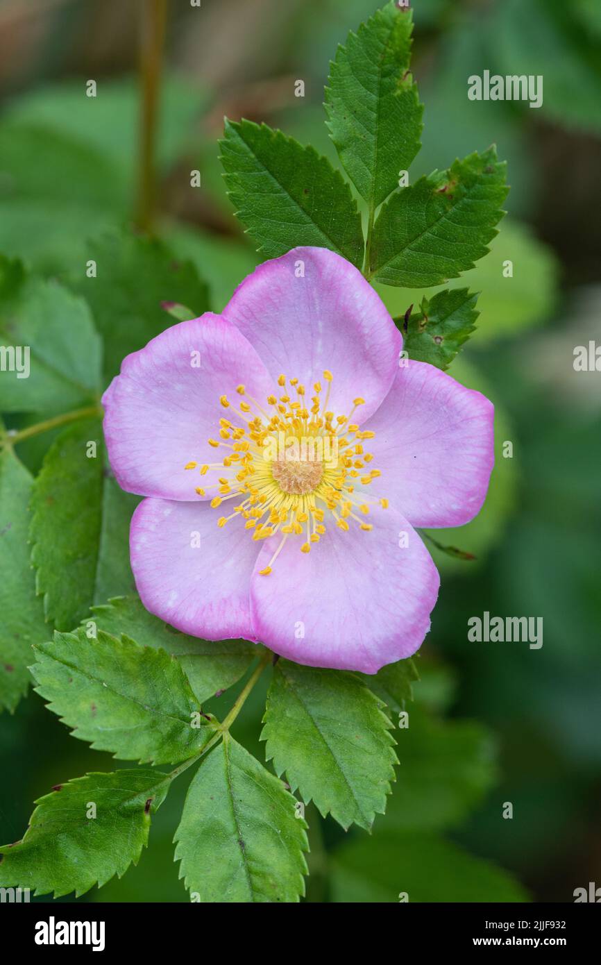 England dog rose hires stock photography and images Alamy