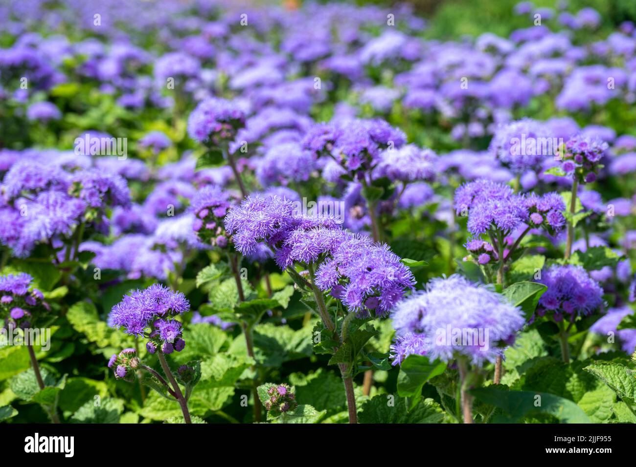 Selective focus of Ageratum billy goat weed flowers. Small purple grass flowers in the garden on blurred background. Stock Photo