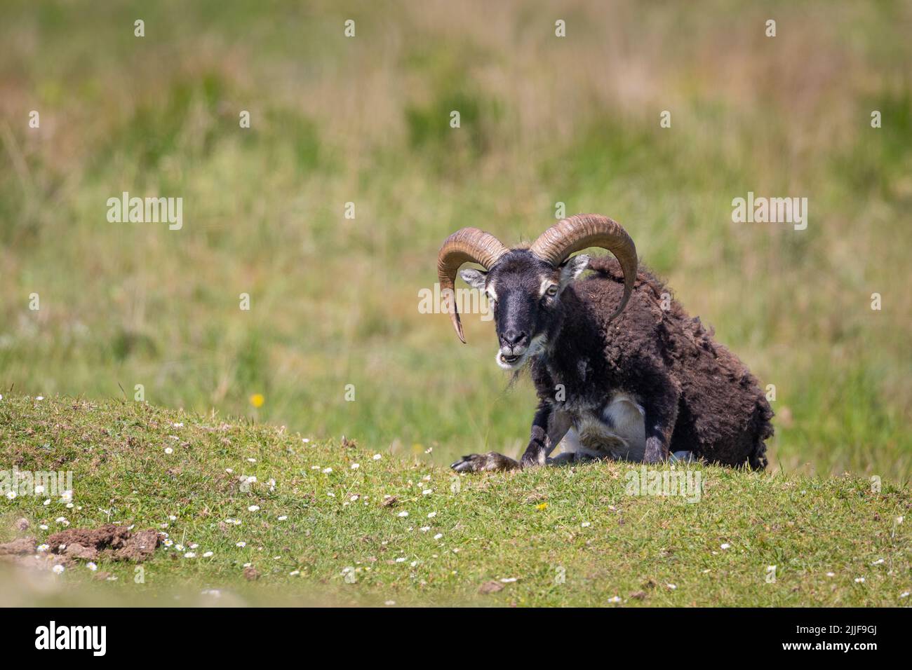 Single soay sheep on the island of Lundy, Bristol Channel Stock Photo