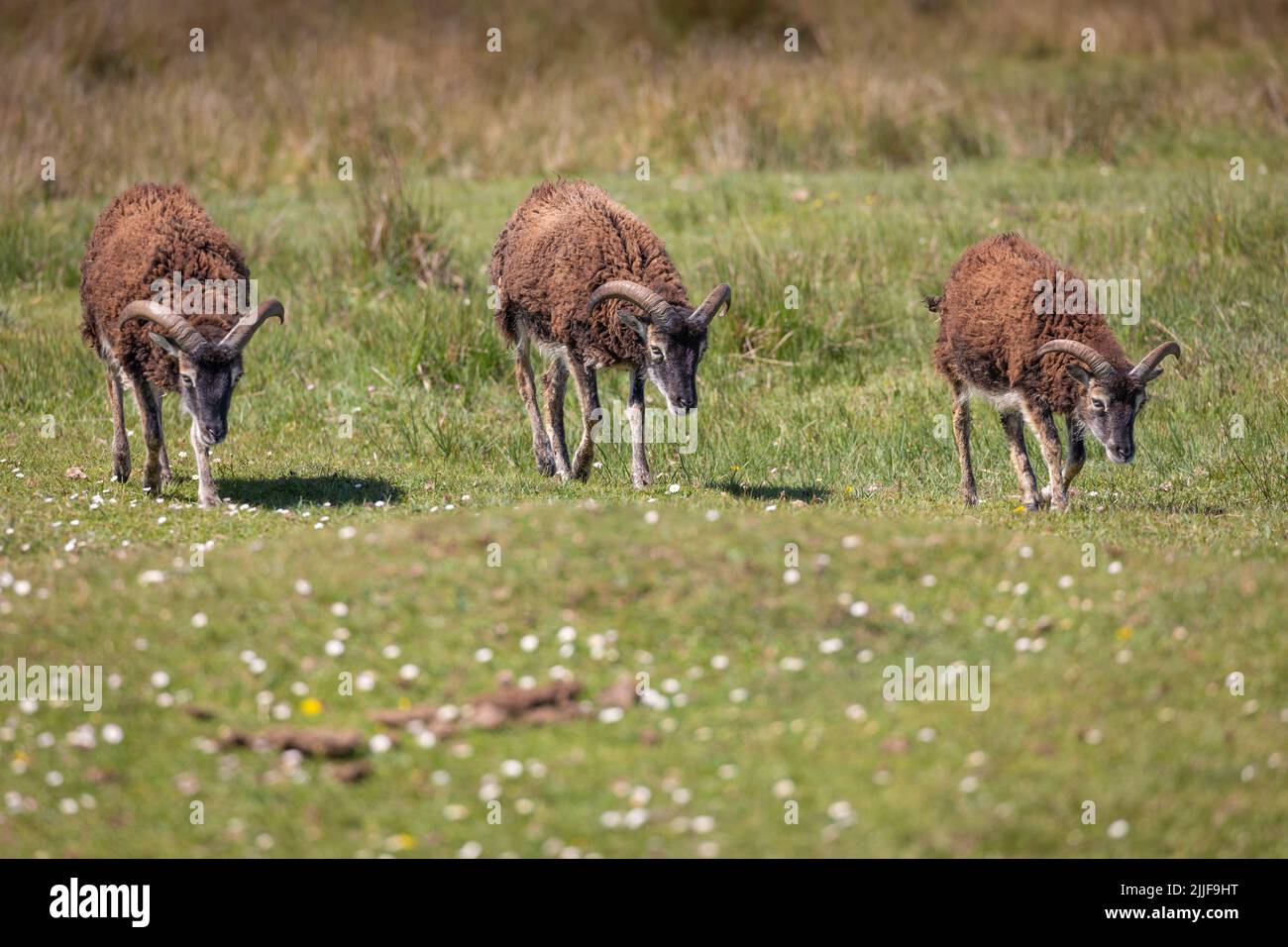 Three soay sheep walking in a line on the island of Lundy Stock Photo