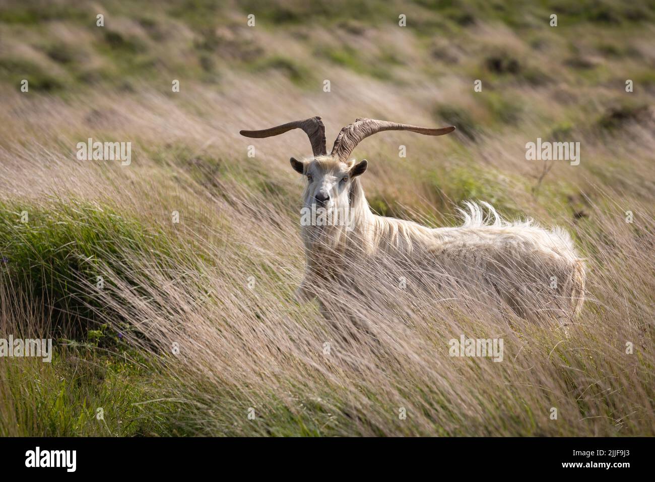 Male feral goat on Lundy, Devon, UK Stock Photo