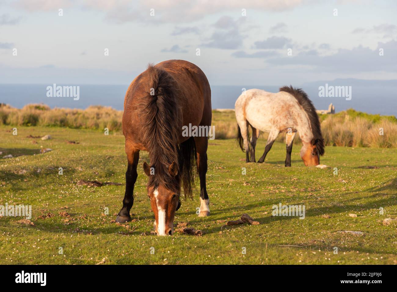 Wild ponies on Lundy Island Stock Photo