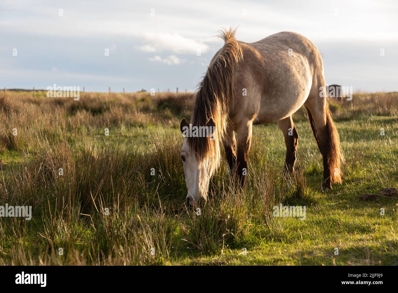 Wild pony on Lundy Island Stock Photo