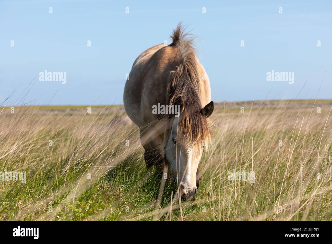 Wild pony on Lundy Island Stock Photo