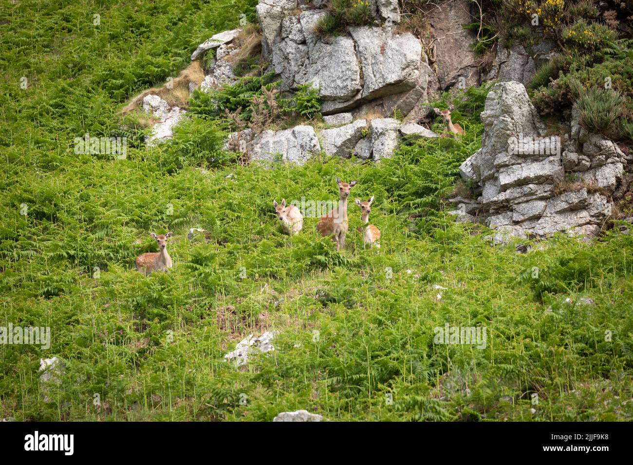 Group of spotted deer on Lundy Island, UK Stock Photo