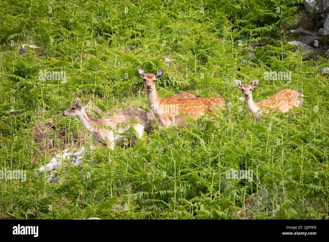 Group of sika deers in fern, Lundy, UK Stock Photo