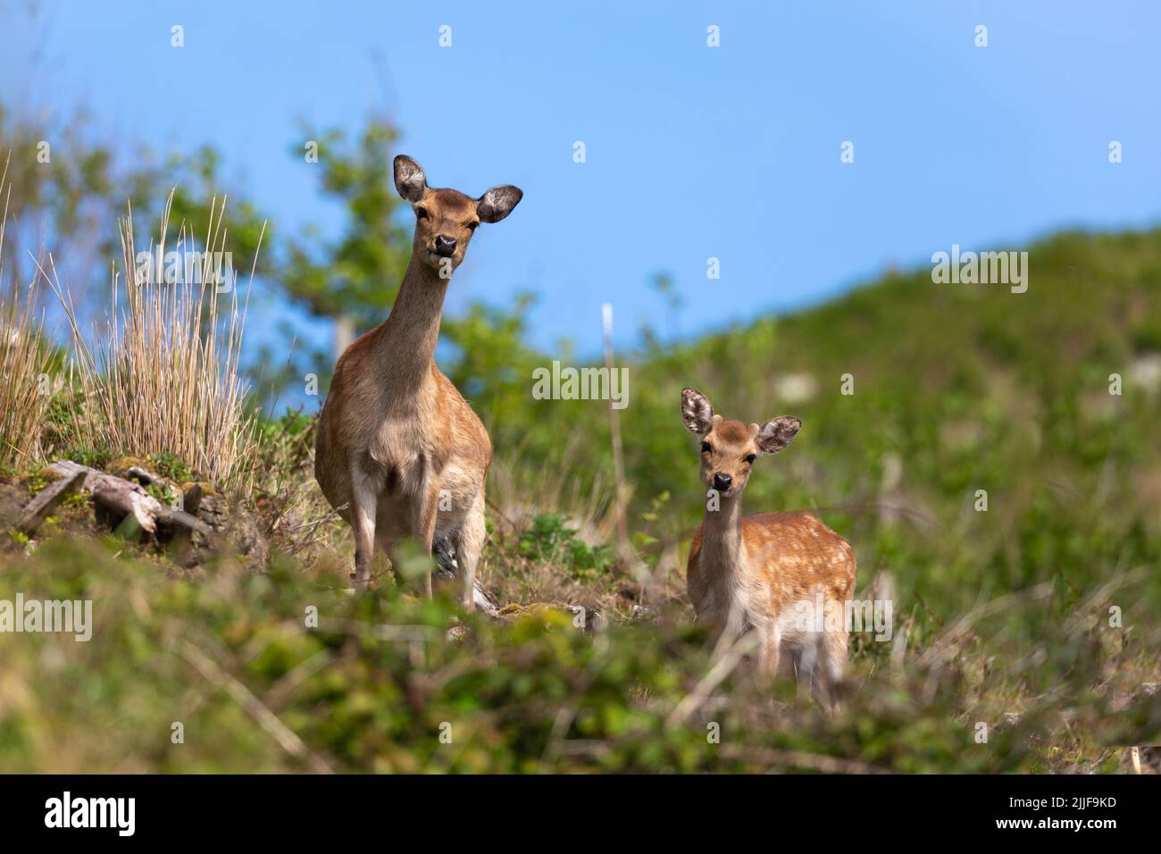 Female sika deer with young, Lundy. Stock Photo