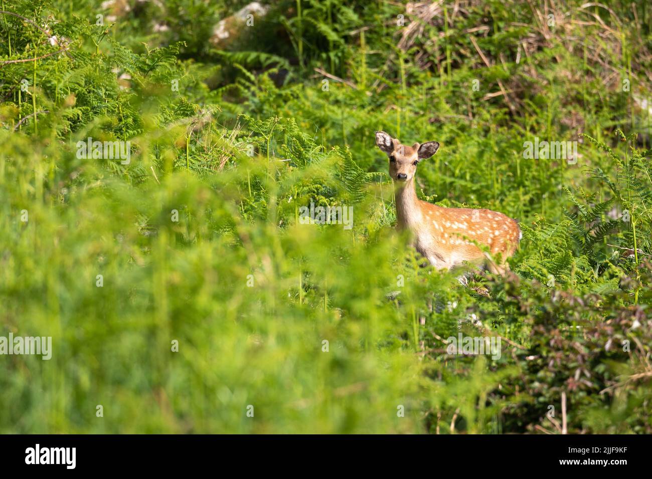 Young sika deer in fern, Lundy, Devon Stock Photo