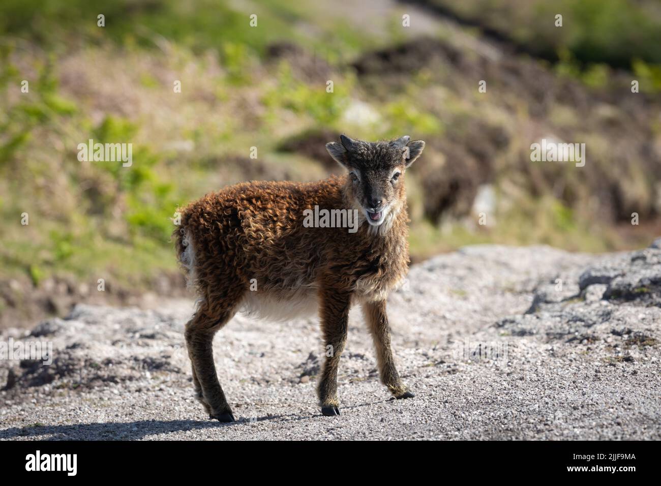 Curious young shoay sheep on Lundy Stock Photo