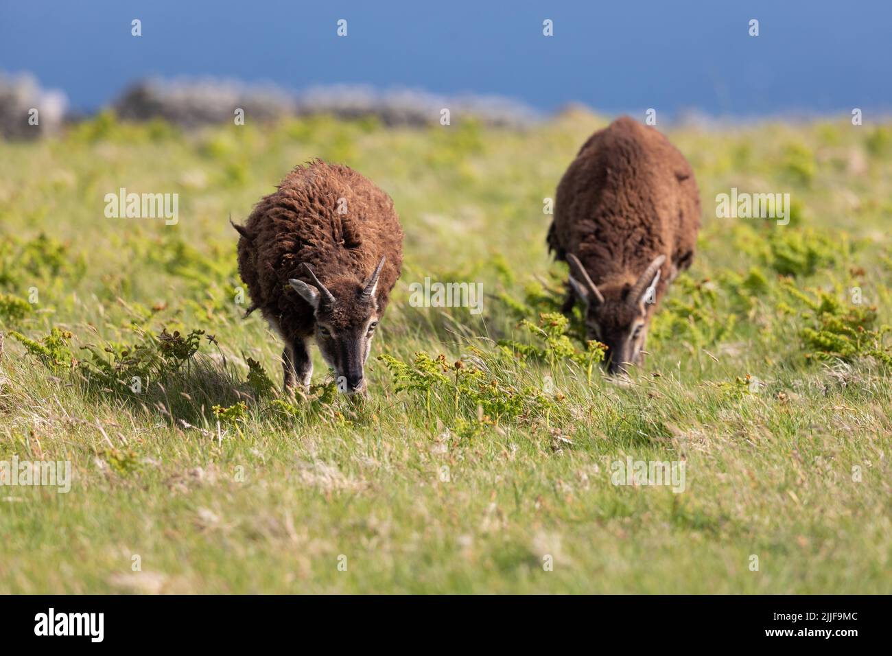 Soay sheep on Lundy Island, Great Britain Stock Photo