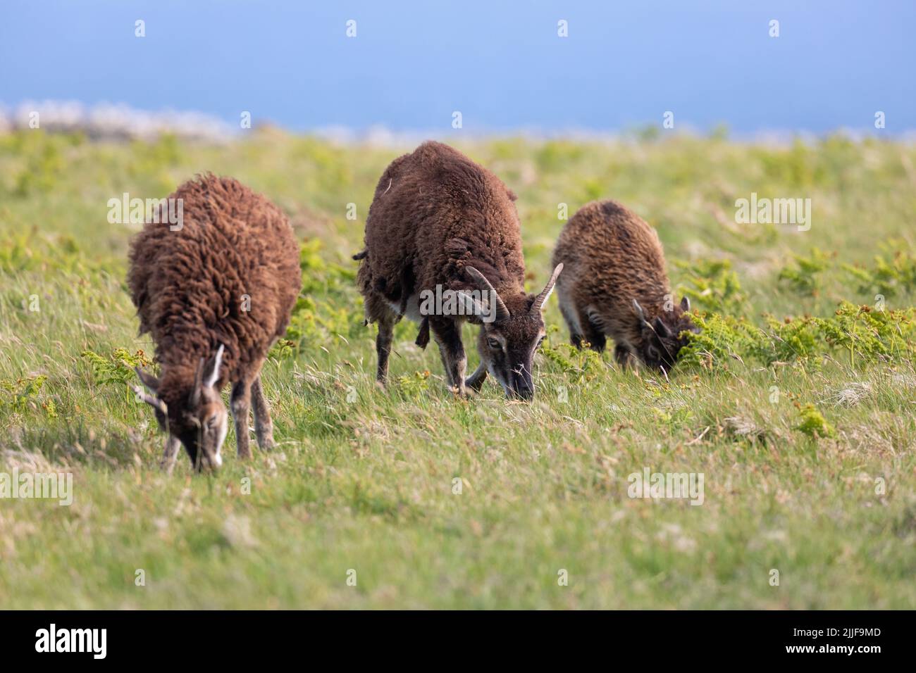 Soay sheep on Lundy, Devon, Great Britain Stock Photo