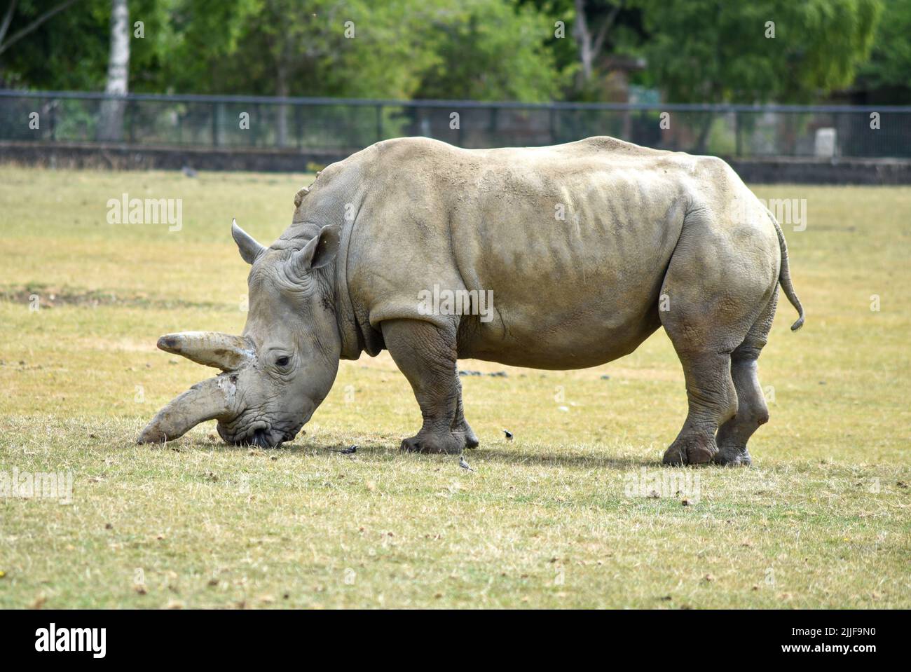 Side View Of The Endangered White Rhinoceros Grazing Stock Photo Alamy