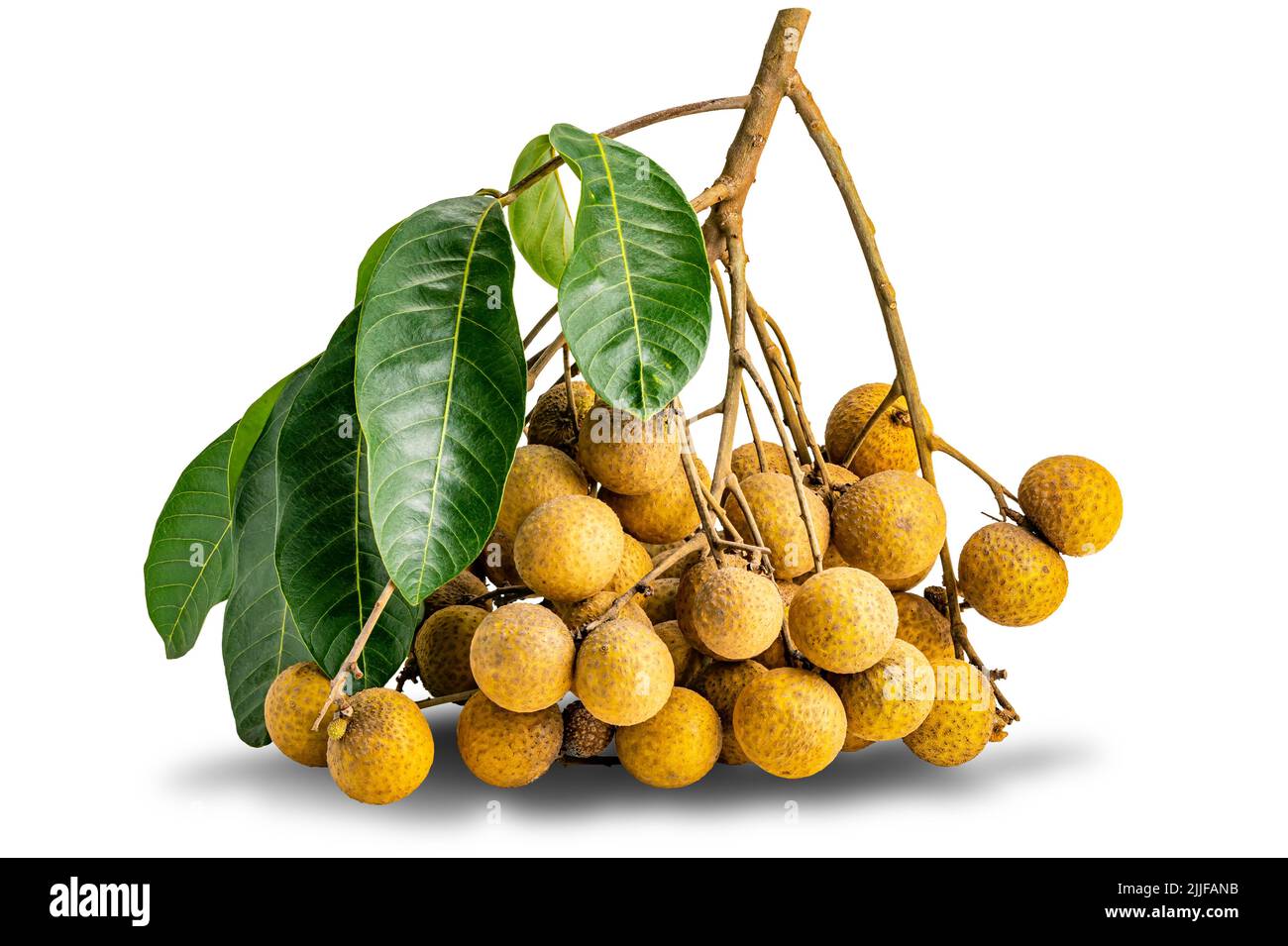 Bunch of fresh longan fruit with leaves and stalk isolated on white background with clipping path. Stock Photo