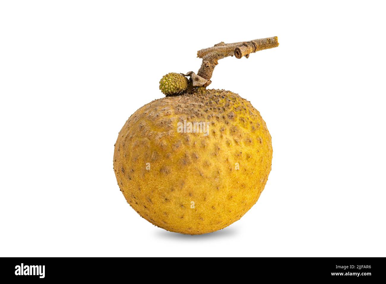 Side view of single ripe fresh longan fruit isolated on white background with clipping path. Stock Photo