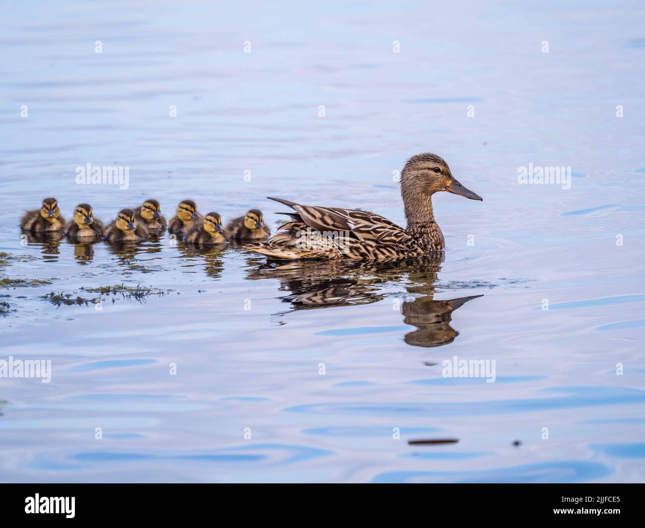 Duck Offspring A family of ducks, a duck and its little ducklings are swimming in the ...