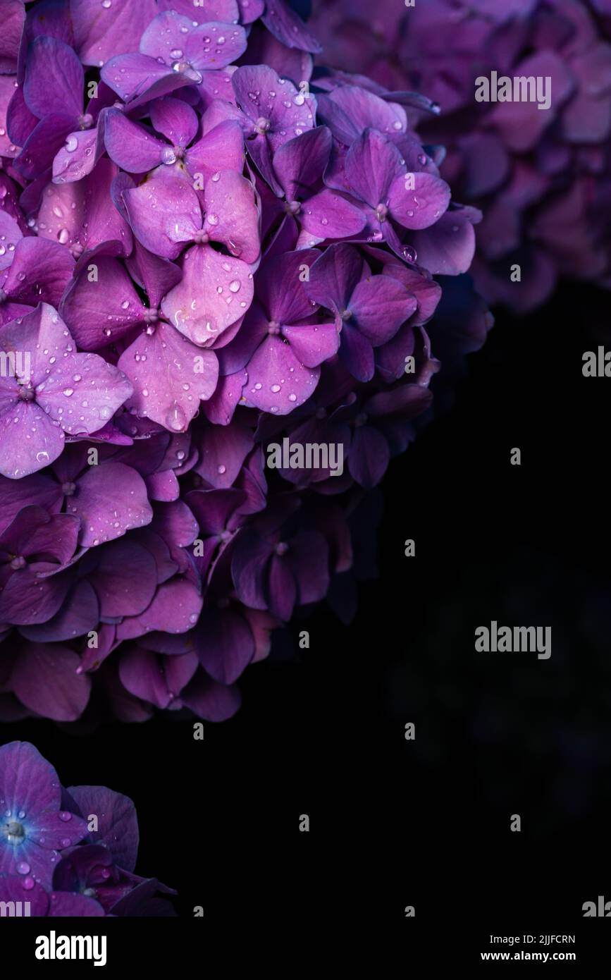 Beautiful hydrangea flower in the garden Stock Photo - Alamy