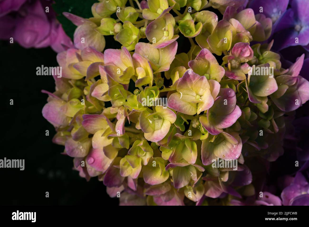 Beautiful hydrangea flower in the garden Stock Photo - Alamy