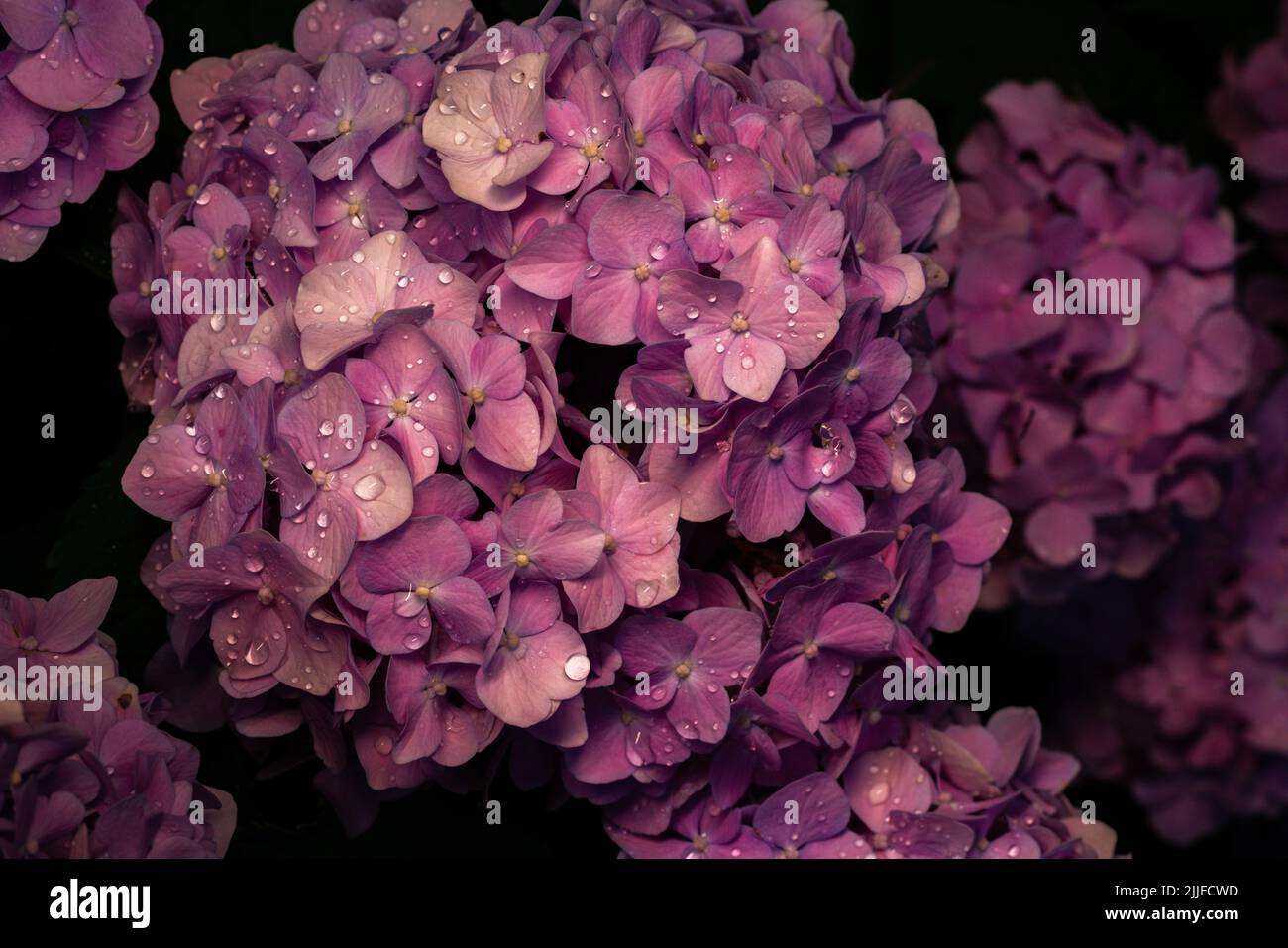 Beautiful hydrangea flower in the garden Stock Photo - Alamy