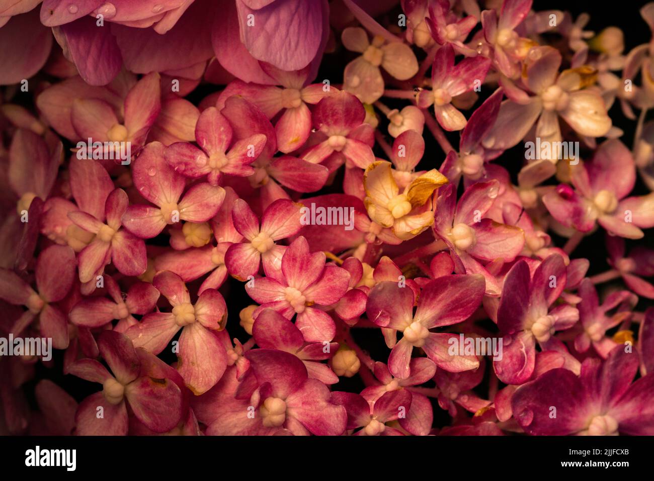 Beautiful hydrangea flower in the garden Stock Photo - Alamy