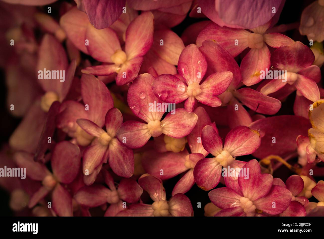 Beautiful hydrangea flower in the garden Stock Photo - Alamy