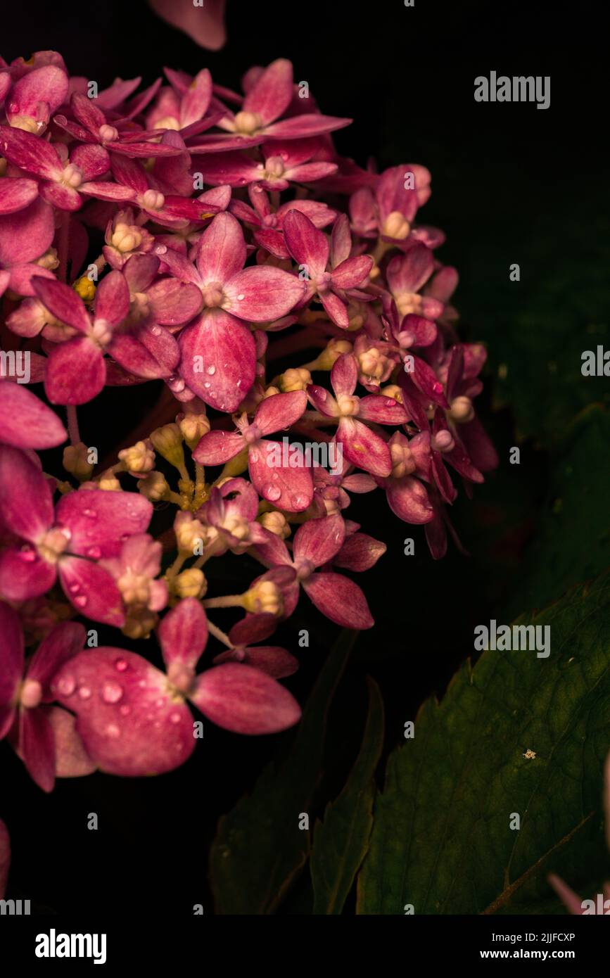 Beautiful hydrangea flower in the garden Stock Photo - Alamy