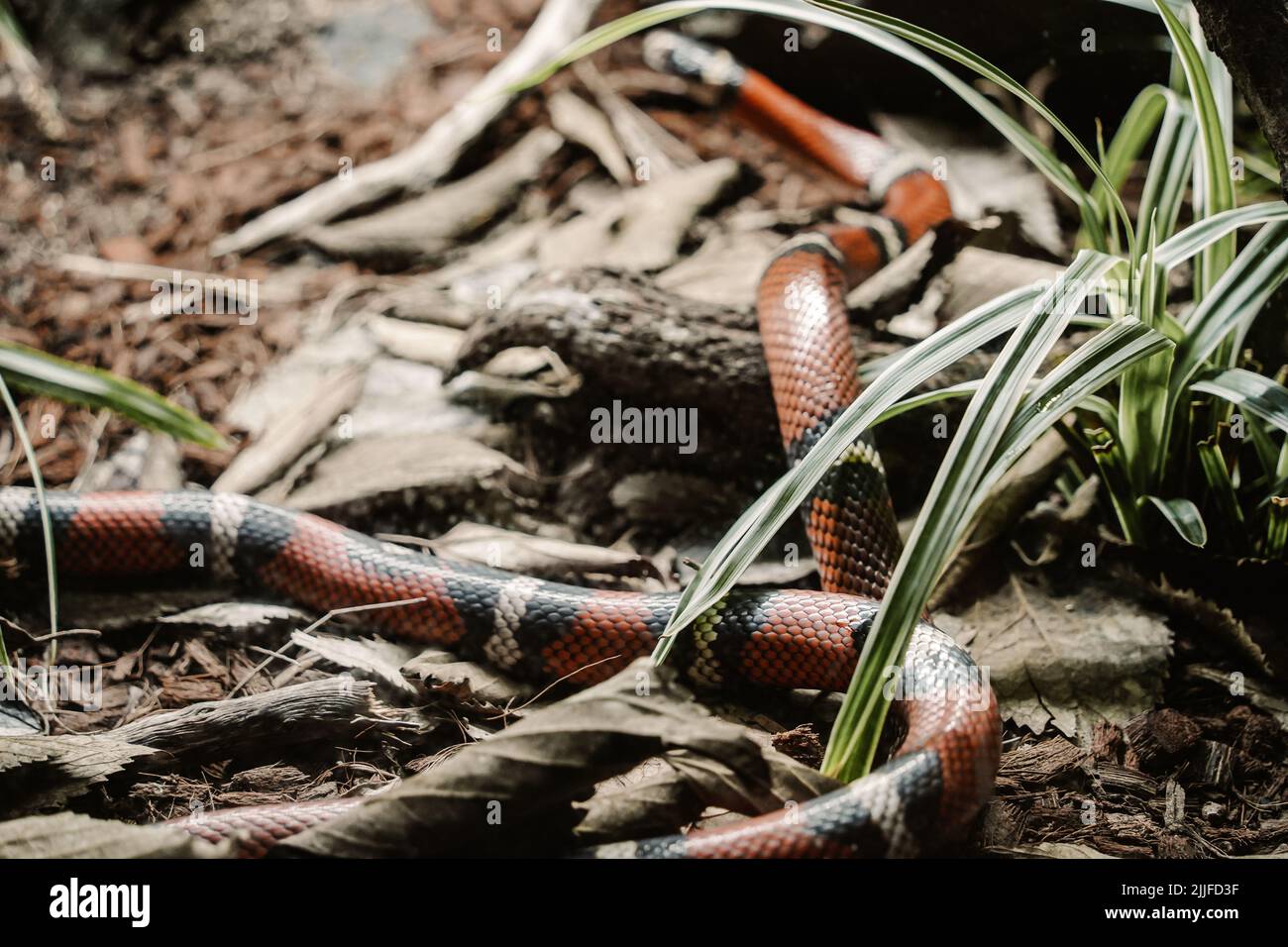 A beautiful Sinaloan king snake on the ground Stock Photo