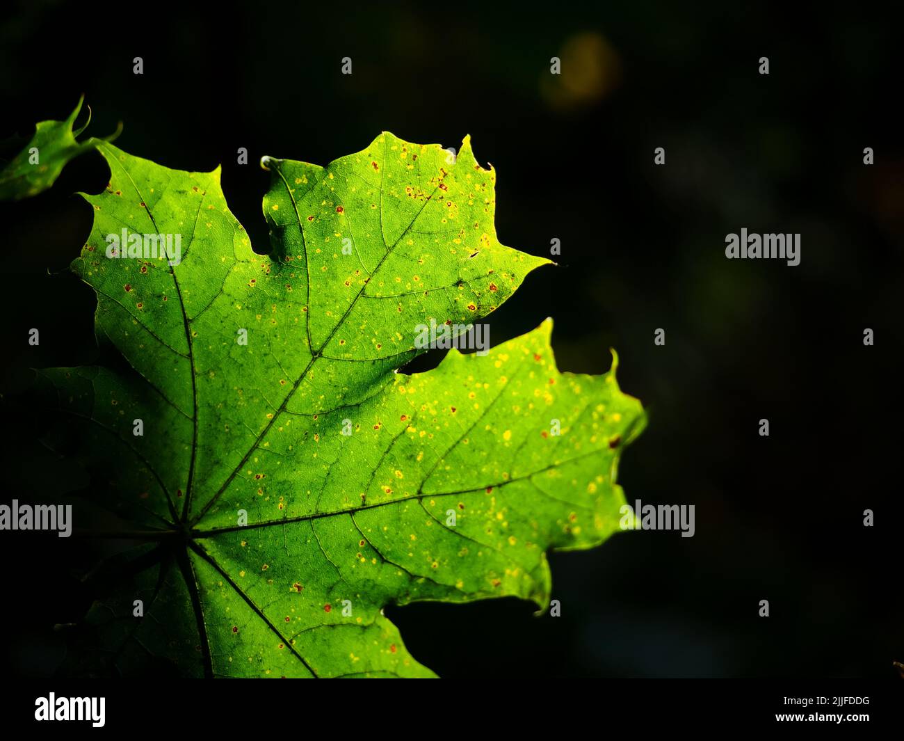 Green maple leaf hi-res stock photography and images - Alamy