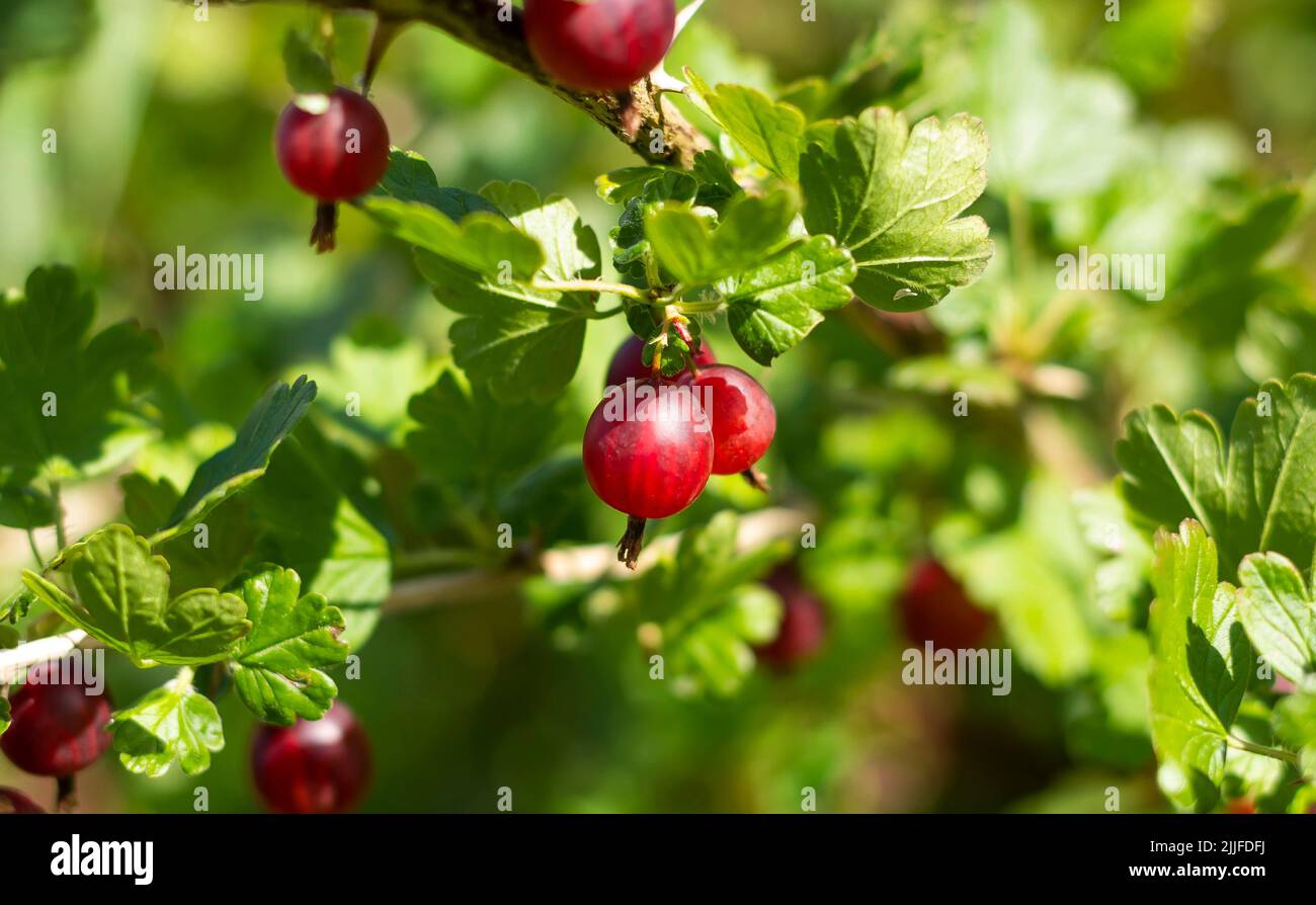 Ripe red gooseberries on a branch with green leaves in the garden, close-up Stock Photo