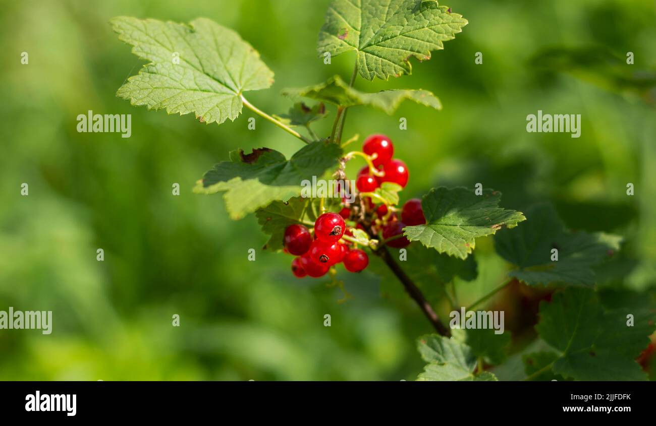 Macro shot of ripe red currant berries in green foliage Stock Photo