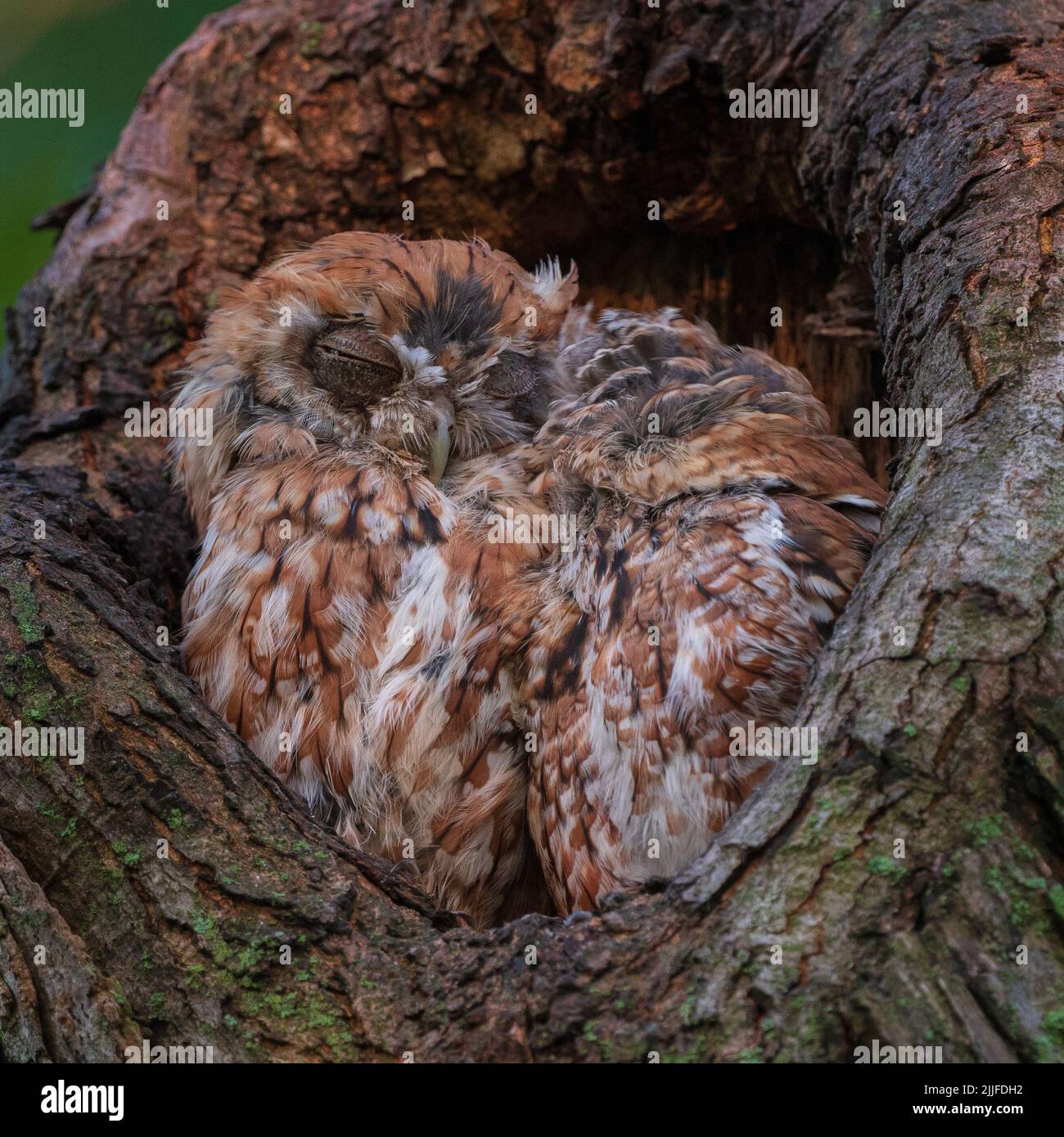 They snuggle together to show their love. Massachusetts, US: THESE ADORABLE pictures show two little owls cuddled up together inside a tree. One image Stock Photo