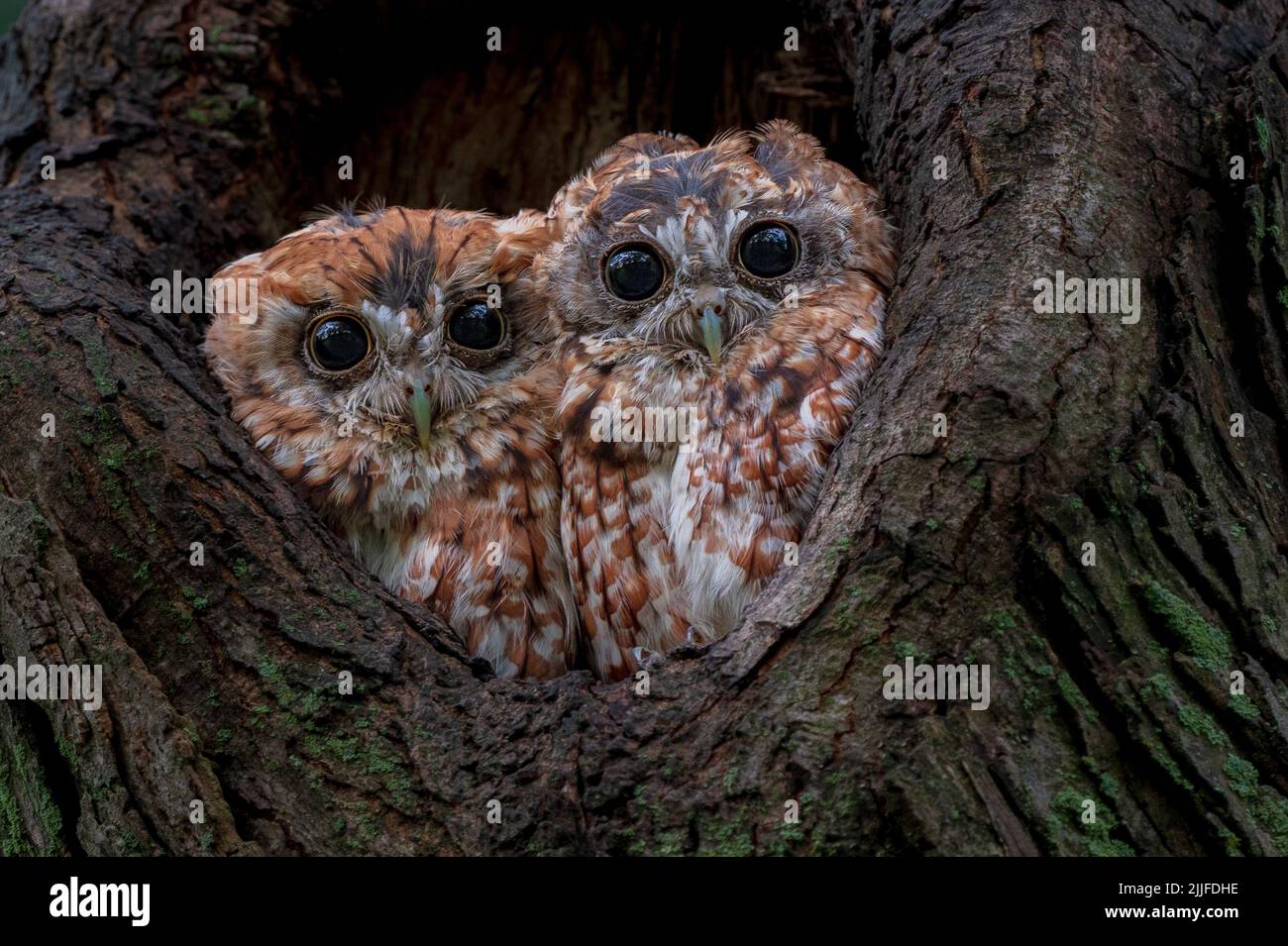 They live in tree hollows. Massachusetts, US: THESE ADORABLE pictures show two little owls cuddled up together inside a tree. One image shows the two Stock Photo