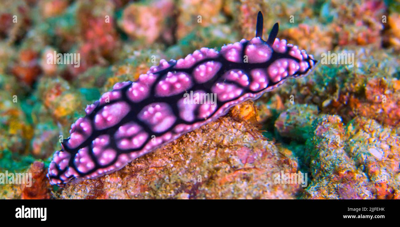 Sea Slug, Dorid Nudibranch, Pimpled Phyllidiella, Phyllidiella pustulosa, Coral Reef, Lembeh, North Sulawesi, Indonesia, Asia Stock Photo