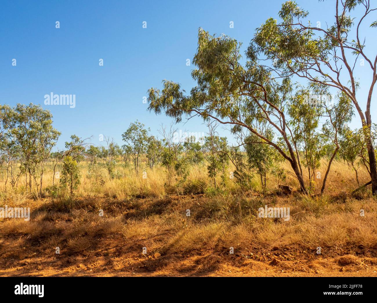 Savanna woodlands and Pindan soil along the Gibb River Road Kimberley Western Australia. Stock Photo