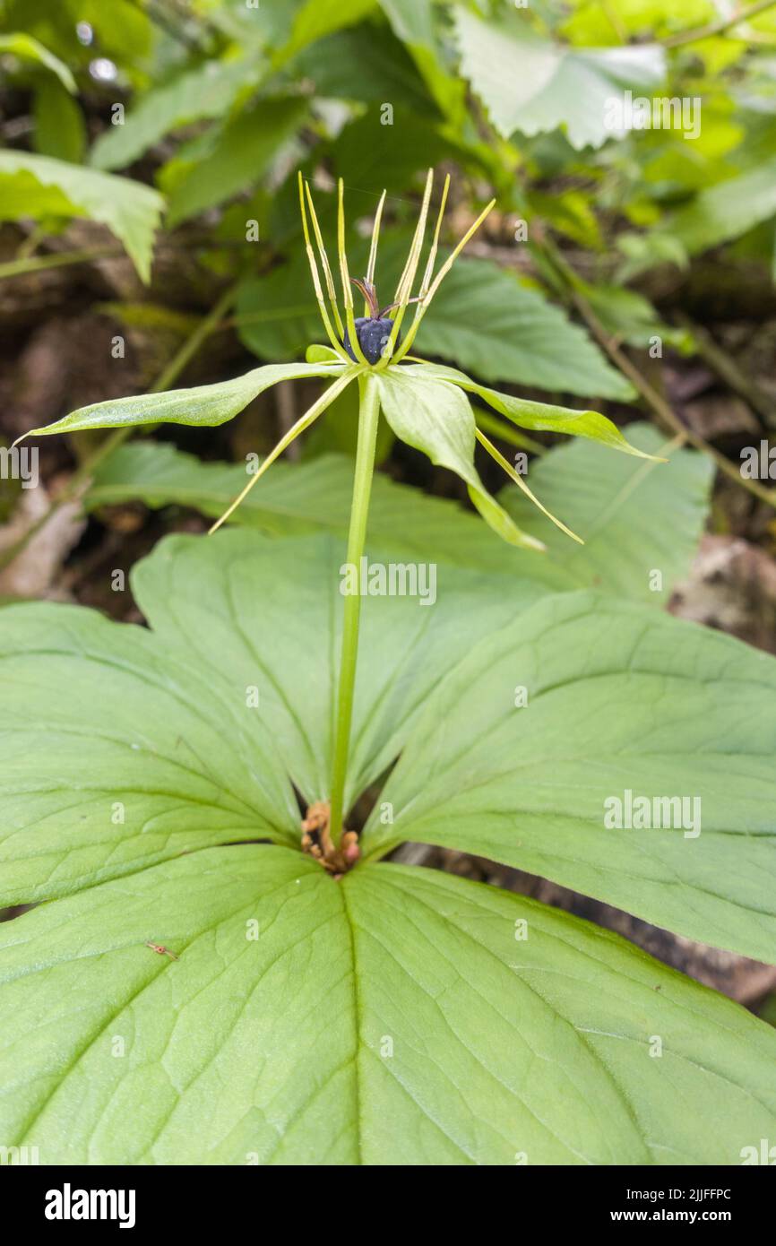 Herb Paris (Paris quadrifolia) in fruit, growing on a nature reserve at Woolhope Herefordshire UK. May 2022 Stock Photo