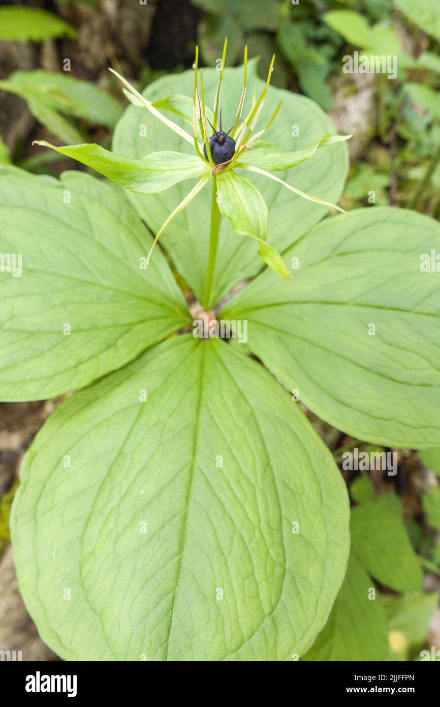 Herb Paris (Paris quadrifolia) in fruit, growing on a nature reserve at Woolhope Herefordshire UK. May 2022 Stock Photo