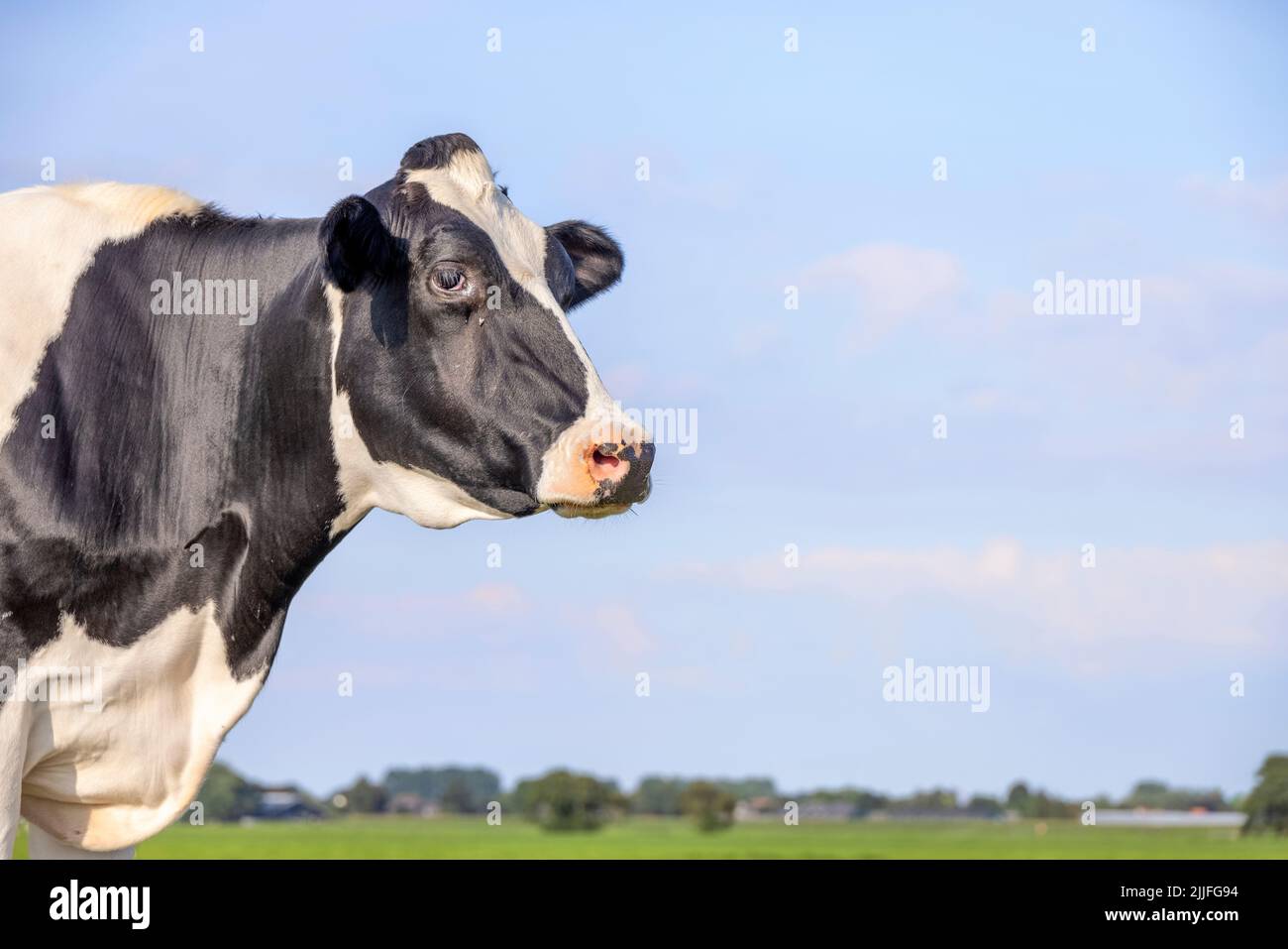 Cow looking at left side, head around the corner, calm and relaxed side view, a blue sky Stock