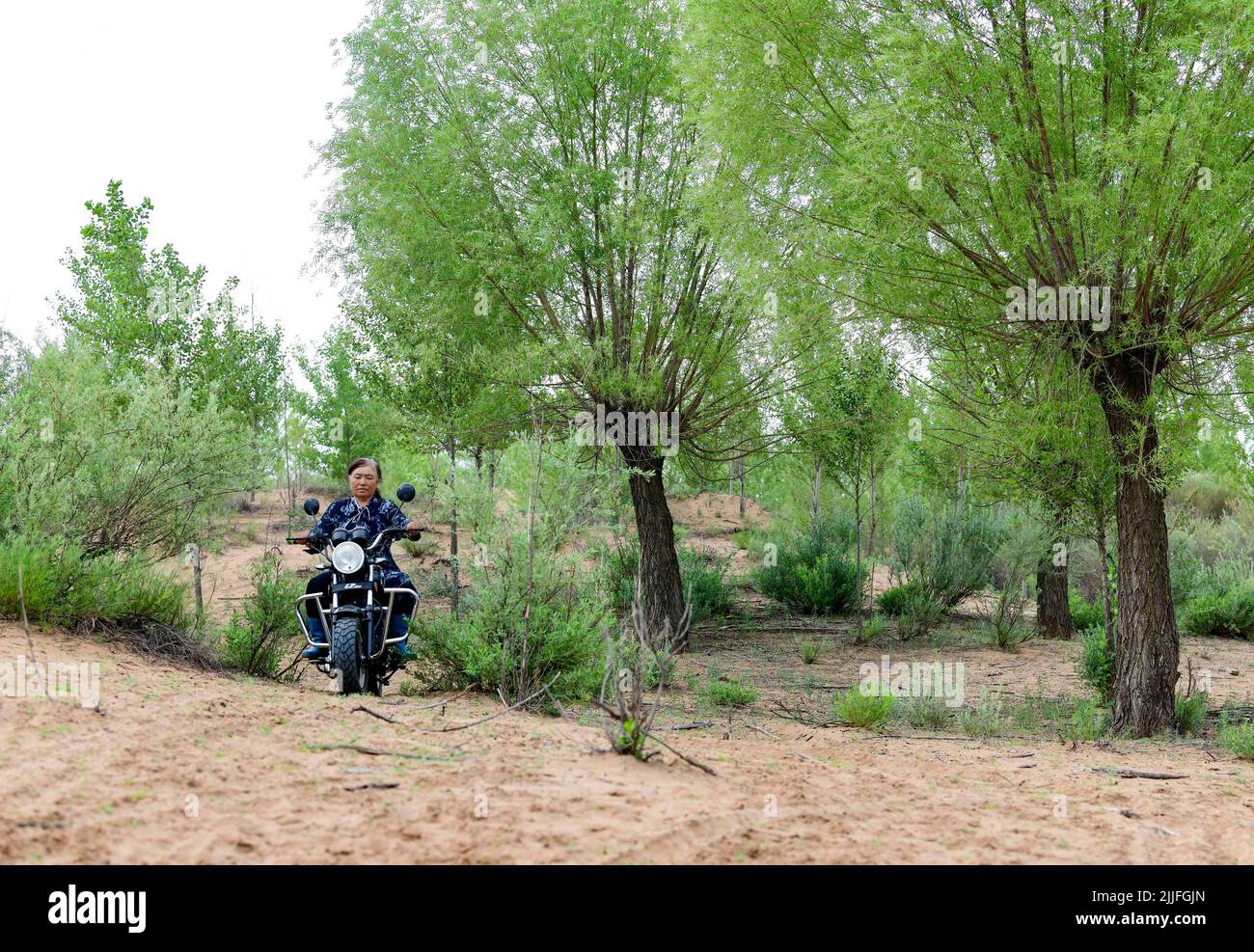 ORDOS, CHINA - JULY 26, 2022 - A herdsman rides in an area of a million mu caragana korshinskii planting project in Ordos city, Inner Mongolia, China, Stock Photo