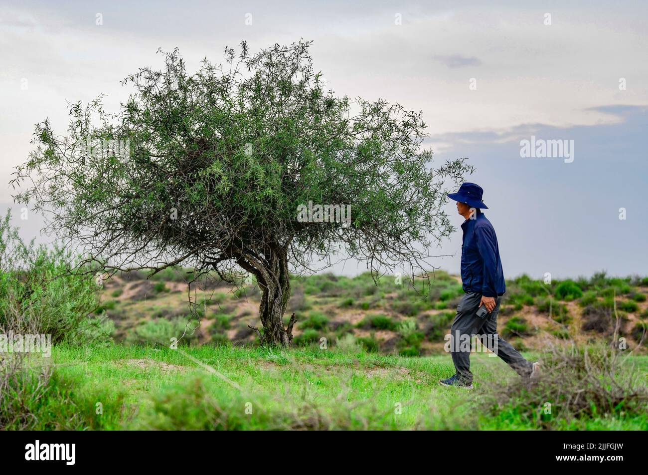 ORDOS, CHINA - JULY 26, 2022 - Personnel working to control sand walk in the million-mu caragana korshinskii planting project area in Ordos city, Inne Stock Photo