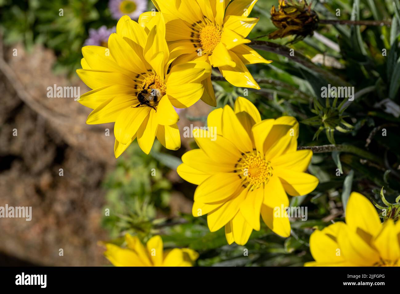 African Daisy, or treasure flowers. Bright yellow and orange Gazania
