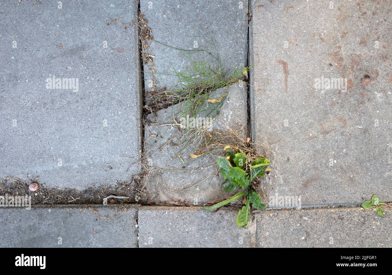 Weed control in the city, weed is breaking up the pavement Stock Photo