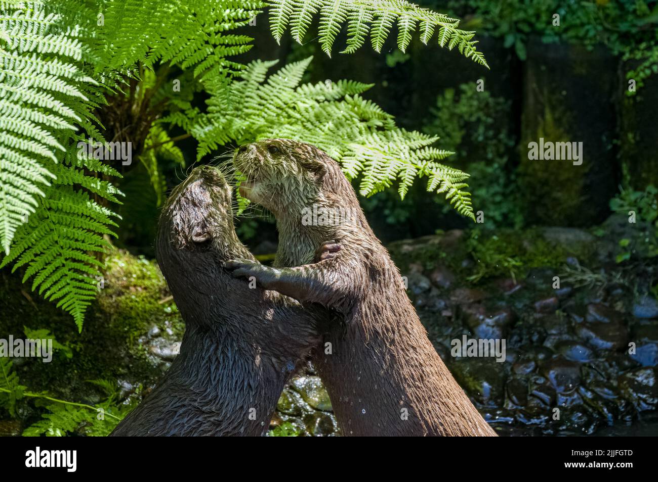 Two Asian small-clawed otters, Lutra lutra swimming and play fighting on a river bank with clear water in the British Isles. Stock Photo