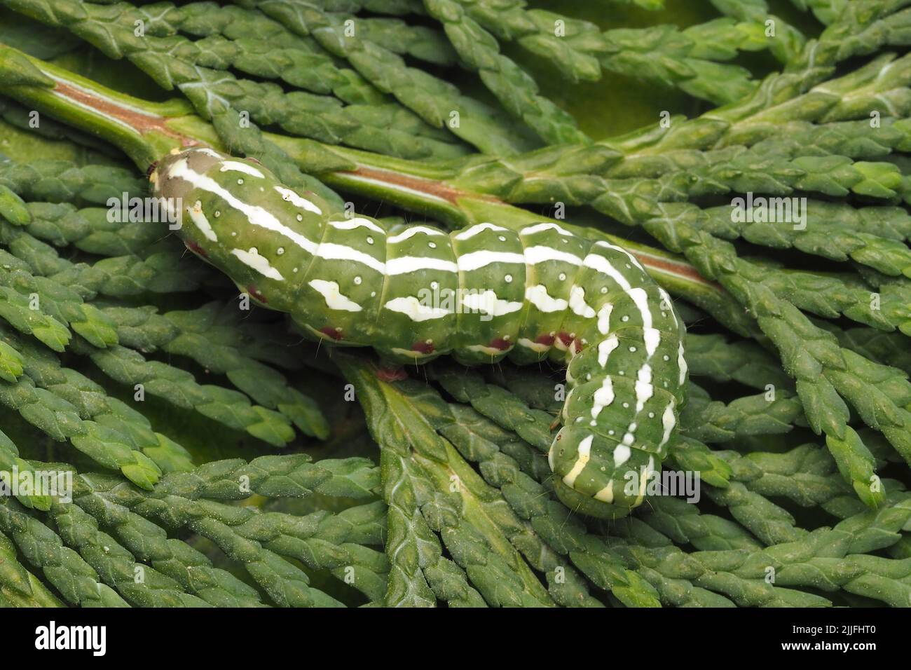 Dorsal view of Blair's Shoulder-knot moth caterpillar (Lithophane leautieri) Stock Photo