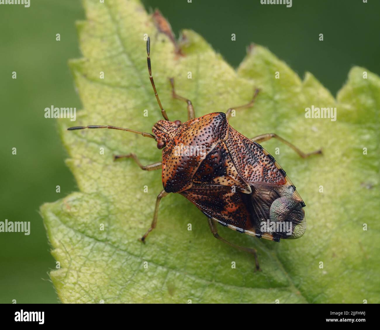 Dorsal view of parent bug hi-res stock photography and images - Alamy