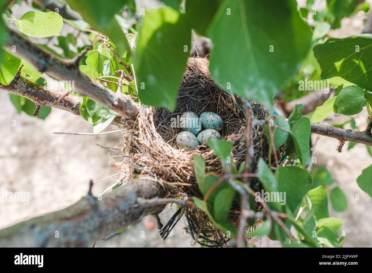 Mistle thrush eggs hi-res stock photography and images - Alamy