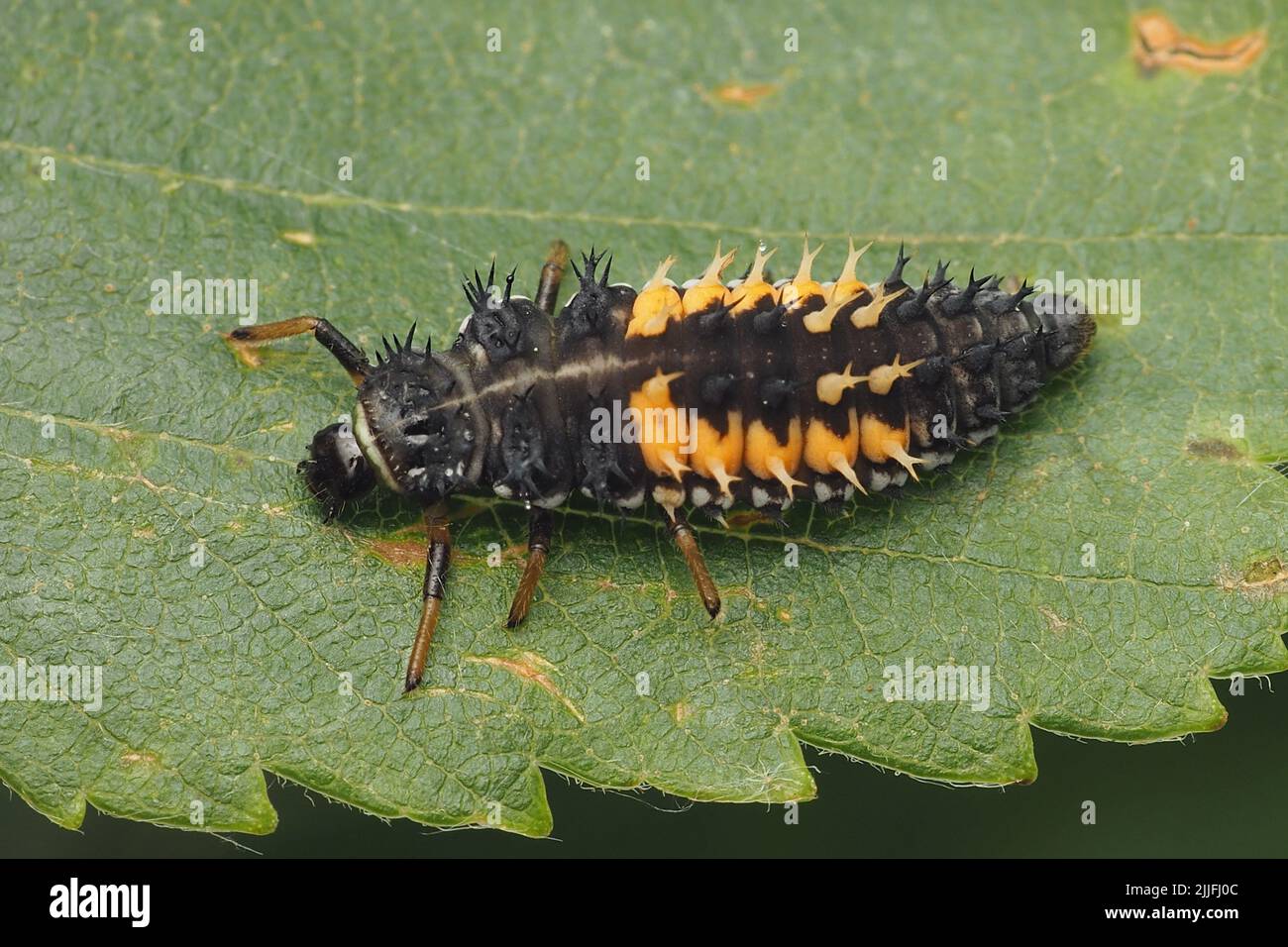 Harlequin Ladybird Larva Harmonia Axyridis On Birch Leaf Stock Photo harlequin-ladybird-larva-harmonia-axyridis-on-birch-leaf-stock-photo