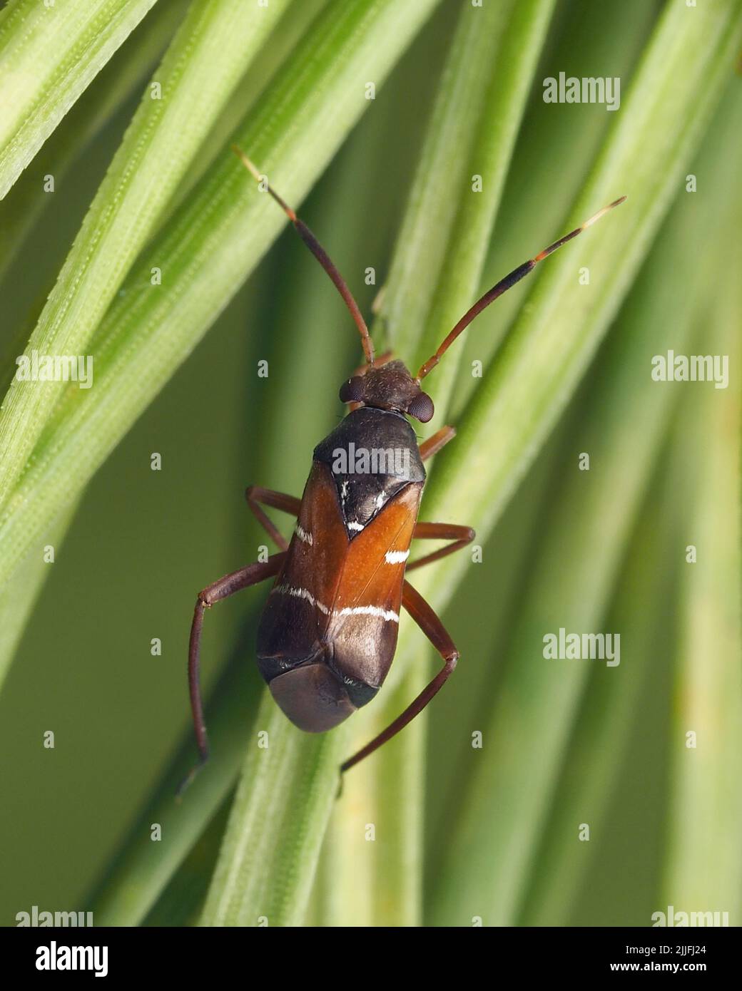 Pilophorus cinnamopterus bug crawling on scots pine needles Stock Photo